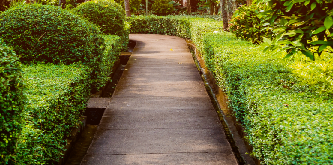 A path through a green garden.