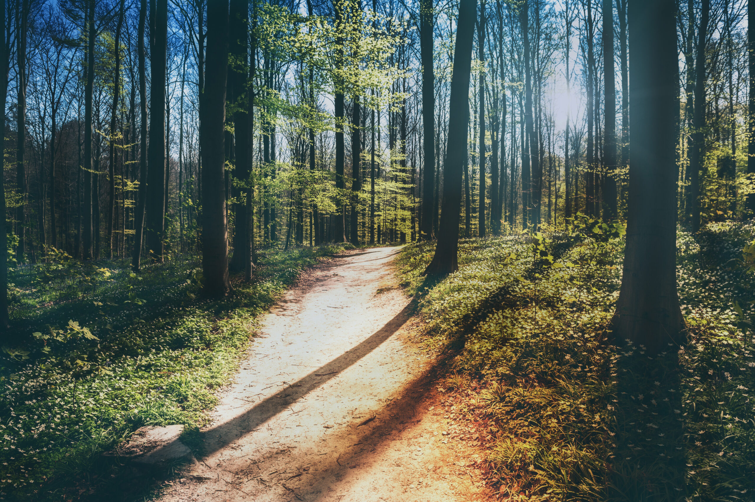 Path in the woods. Rubino will help you explore your business options.