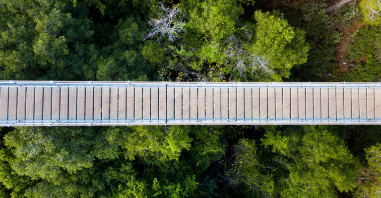 Walking bridge over dense forest. Rubino will help you find the right path for your business or organization,